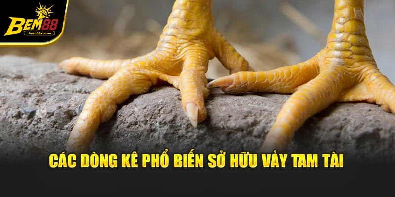 Các dòng kê phổ biến sở hữu vảy tam tài