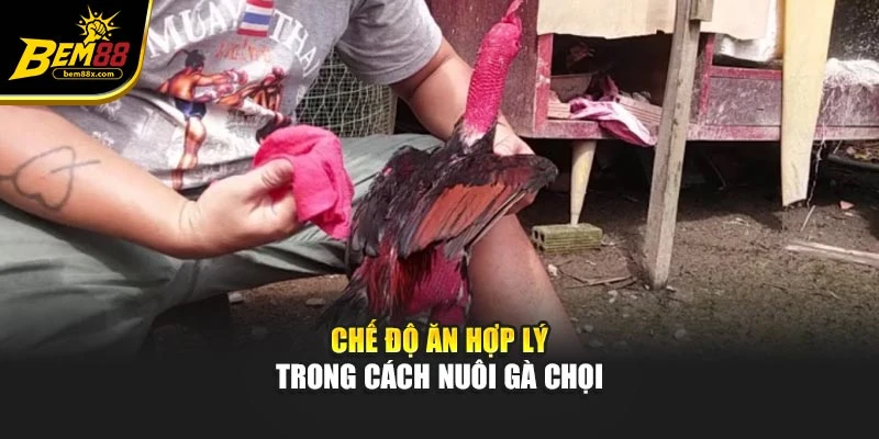 Chế độ ăn hợp lý trong cách nuôi gà chọi