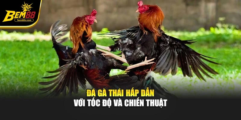 Đá gà Thái hấp dẫn với tốc độ và chiến thuật