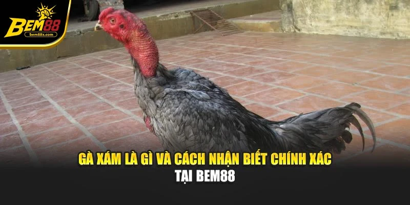 Gà Xám Là Gì Và Cách Nhận Biết Chính Xác Tại Bem88
