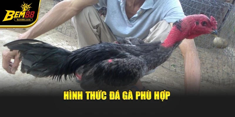 Hình thức đá gà phù hợp