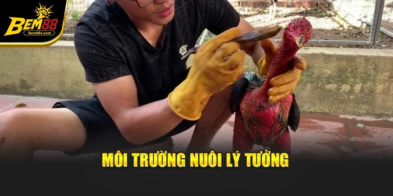 Môi trường nuôi lý tưởng
