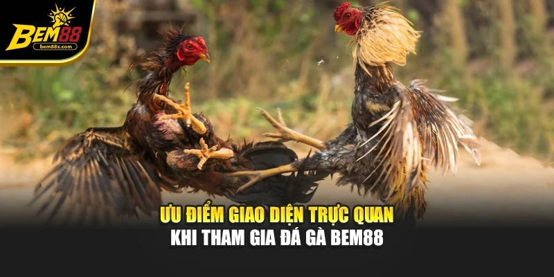 Ưu điểm giao diện trực quan khi tham gia đá gà bem88